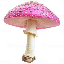 Clear Mushroom Seeds for Planting – Heirloom, Non-GMO, High Germination Organic Garden Spores for Rare Edible or Ornamental Fungi