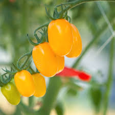 Orange Grape Tomato flower seeds for planting - Heirloom &amp; Non-GMO Garden Seeds