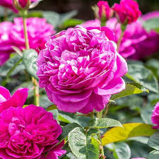 Miniature Rose Seeds – Heirloom Non-GMO Organic Garden Seeds for Planting – High Germination Compact Blooms