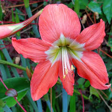 Heirloom Hippeastrum Flower Seeds for Planting – Non-GMO, High Germination, Organic Garden Seeds