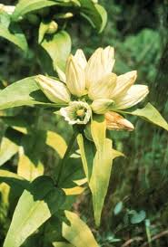 White Gentian Flower Seeds for Planting - Heirloom, Non-GMO, Easy-to-Grow Organic Garden Seeds with High Germination