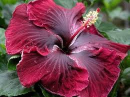 Marron Hibiscus Flower Seeds for Planting - Heirloom, Non-GMO, High Germination Organic Garden Seeds