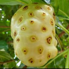 Noni Fruit Seeds for Planting – Heirloom, Non-GMO Herbal Seeds for Immune-Boosting Trees