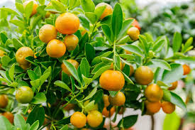 Calamondin Vegetable Seeds for Planting – Heirloom Non-GMO, High Germination Organic Garden Seeds