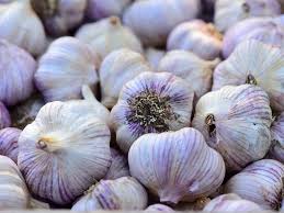 Garlic Seeds for Planting Sky Blue – Heirloom Non-GMO, High Germination Organic Garden Seeds for Bold Cooking Flavor