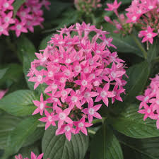 Pentas Lanceolata Flower Seeds – Heirloom Non-GMO Cut Flower for Garden Planting
