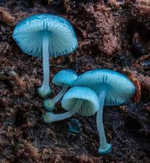 Mushroom Seeds for Planting Sky Blue – Heirloom, Non-GMO, Organic Spores – Indoor/Shaded Growth, High Germination