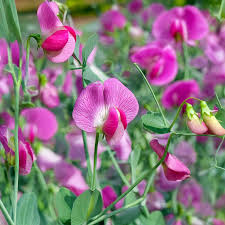 Peach Sweet Pea Flower Seeds for Planting – Heirloom, Non-GMO, High Germination Organic Garden Seeds