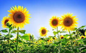 Helianthus Annuus Flower Seeds for Planting – Heirloom, Non-GMO, Vibrant Colors Organic Garden Seeds