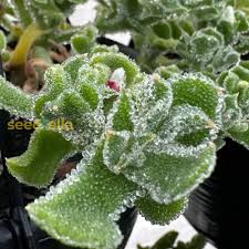 Iceplant Seeds for Planting – Heirloom Non-GMO Organic Garden Seeds – Drought-Tolerant Succulent Ground Cover