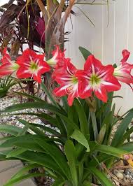 Heirloom Hippeastrum Flower Seeds for Planting – Non-GMO, High Germination, Organic Garden Seeds