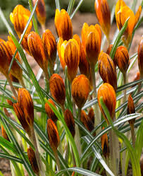 Orange Brown Crocus Flower Seeds for Planting - Heirloom, Non-GMO, Hardy Organic Garden Seeds with High Germination