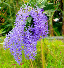 Purple Sandpaper Vine (Petrea Volubilis) Flower Seeds for Planting - Cottage Garden Essential, Heirloom &amp; Non-GMO Seeds for Home Garden