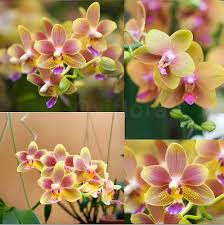 Yellow Red Phalaenopsis Orchid Flower Seeds for Planting – Heirloom, Non-GMO, High Germination Organic Seeds