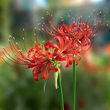 Lycoris Flower Seeds for Planting – Heirloom, Non-GMO, Compact Growth, High Germination Organic Garden Seeds