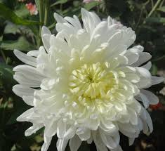 Chrysanthemum Green White Flower Seeds for Planting – Drought Tolerant, Heirloom, Non-GMO, High Germination Organic Garden Seeds