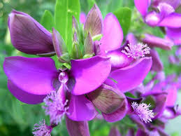 September Bush Flower Seeds for Planting – Cottage Garden Essential, Heirloom, Non-GMO, High Germination Seeds