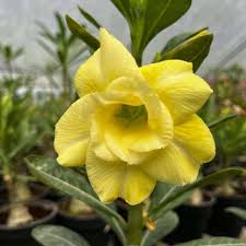 Light Yellow Adenium Obesum Flower Seeds – Non-GMO, High Germination Heirloom Organic Garden Seeds