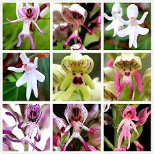 Orchid Flower Seeds for Planting - Vibrant Colors, Heirloom, Non-GMO, High Germination Organic Garden Seeds