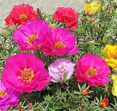 Heirloom Moss Flower Seeds for Planting – Non-GMO, High Germination Organic Garden Seeds