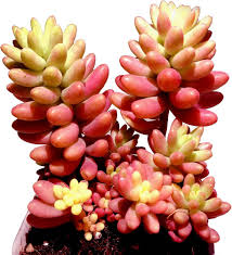 Red Sedum Rubrotinctum Flower Seeds for Planting – Vibrant Colors, Heirloom, Non-GMO Seeds for Home Garden