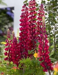Red Lupine Flower Seeds for Planting – Bright Blooms, Heirloom, Non-GMO, High Germination Organic Garden Seeds