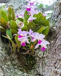 Pink White Cattleya Hybrida Flower Seeds for Planting – Perfect for Borders, Heirloom, Non-GMO Seeds for Home Garden