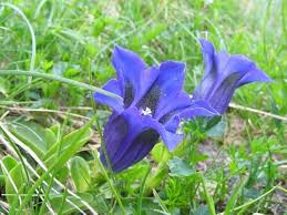 Blue Gentian Flower Seeds for Planting – Heirloom, Non-GMO, High Germination Organic Garden Seeds