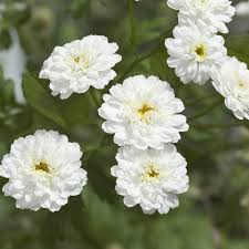 Ptarmica Flower Seeds for Planting – Shade Tolerant Heirloom Non-GMO High Germination Organic Garden Seeds