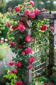 Climbing Rose Flower Seeds for Planting – Garden Favorite, Heirloom, Non-GMO & High Germination Seeds