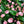 Anthurium Pink Flower Seeds for Planting – Heirloom, Non-GMO, Tropical Blooms