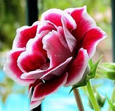 White Maroon Gloxinia Flower Seeds for Planting – Sun Loving, Heirloom, Non-GMO, High Germination