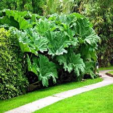 Gunnera Manicata Flower Seeds for Planting – Heirloom, Non-GMO, High Germination Organic Garden Seeds