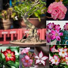 Mixed Caudex Flower Seeds for Planting | Heirloom Non-GMO High Germination Organic Garden Seeds