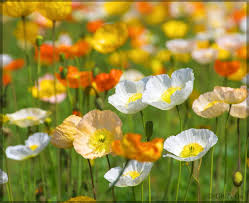 Nudicaule Flower Seeds for Planting – Fragrant Blossoms, Heirloom, Non-GMO, High Germination Garden Seeds