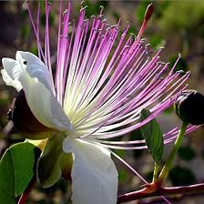 White Capparis Spinosa Flower Seeds for Planting – Perfect for Borders, Heirloom, Non-GMO, High Germination Organic Garden Seeds