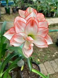 Red White Hippeastrum Rutilum Flower Seeds for Planting – Fragrant Blossoms, Heirloom, Non-GMO, Organic Garden Seeds