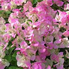 Pink White Bougainvillea Flower Seeds for Planting – Heirloom, Non-GMO, Premium Quality Organic Garden Seeds