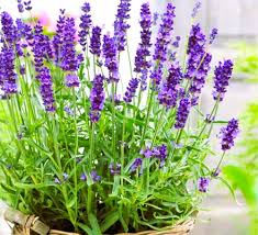 Lavendula Angustifolia Flower Seeds for Planting – Heirloom, Non-GMO Sun-Loving, High Germination Seeds