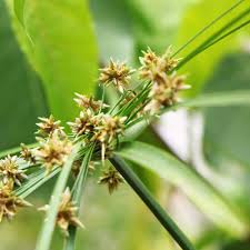 Papyrus Flower Seeds for Planting – Heirloom, Non-GMO, Long Bloom Season Organic Garden Seeds