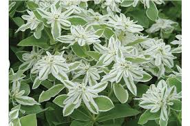 Euphorbia Early Snow White Flower Seeds for Planting – Heirloom, Non-GMO, Drought-Tolerant Organic Garden Seeds