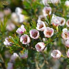Chamelaucium Flower Seeds for Planting | Heirloom Non-GMO Organic Garden Seeds, Cut Flower Favorite, High Germination