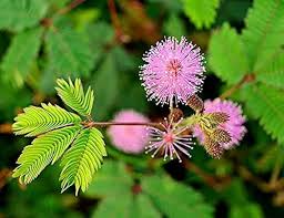 Pink Mimosa Pudica Flower Seeds for Planting – Heirloom, Non-GMO, Easy to Grow Organic Garden Seeds