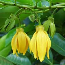 Ylang Flower Seeds for Planting – Heirloom Non-GMO High Germination Organic Garden Seeds