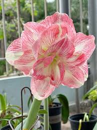 Hippeastrum Rutilum Mixed Flower Seeds for Planting – Heirloom, Non-GMO, Shade Tolerant, Organic Garden Seeds