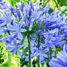 Blue Agapanthus Flower Seeds for Planting – Heirloom, Non-GMO, High Germination Organic Garden Seeds