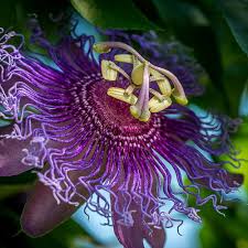 PassionFlower Seeds for Planting Low Maintenance Heirloom Non-GMO High Germination Organic Garden Seeds