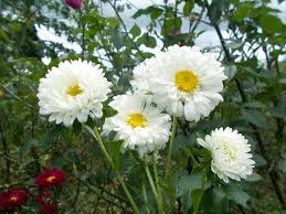 White & Yellow Chrysanthemum Flower Seeds for Planting – Heirloom, Non-GMO, High Germination Garden Seeds