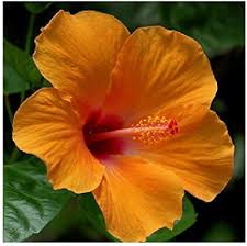 Dark Orange Hibiscus Flower Seeds for Planting - Heirloom, Non-GMO, High Germination Organic Garden Seeds