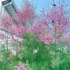 Pink Tamarix Ramosissima Flower Seeds for Planting – Heirloom, Non-GMO, High Germination Organic Garden Seeds